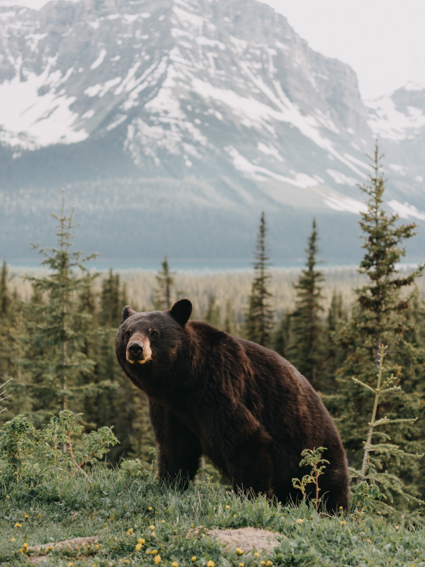 Imagem de um urso