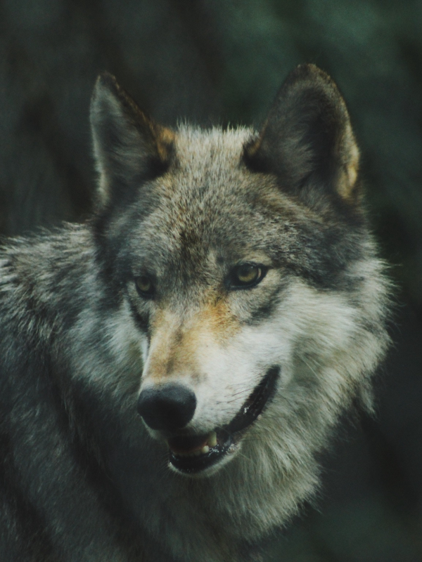 Imagem de um lobo