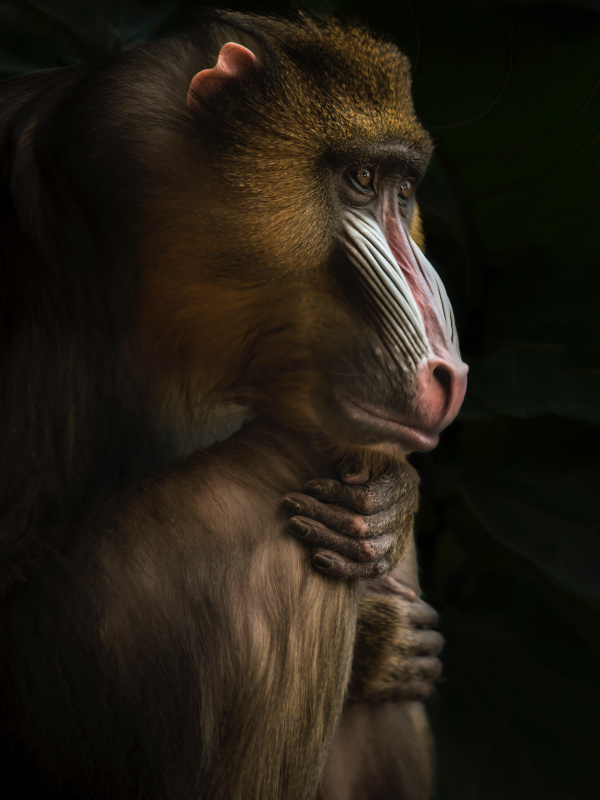 Imagem de um macaco